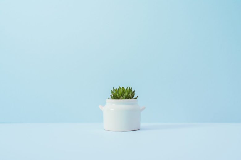 roślina minimalizm