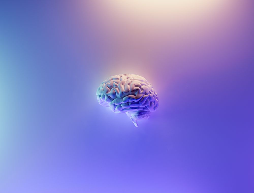 model-ludzkiego-mózgu